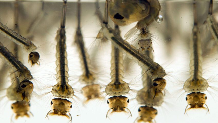 Mosquito larvae