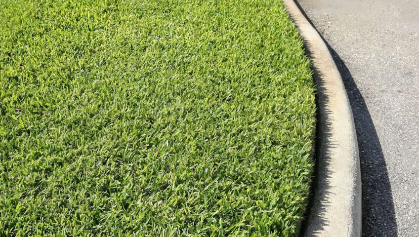 Thick St. Augustine grass next to a curb.