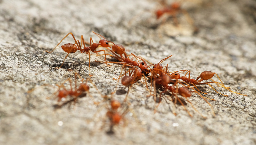 Fire ant swarm