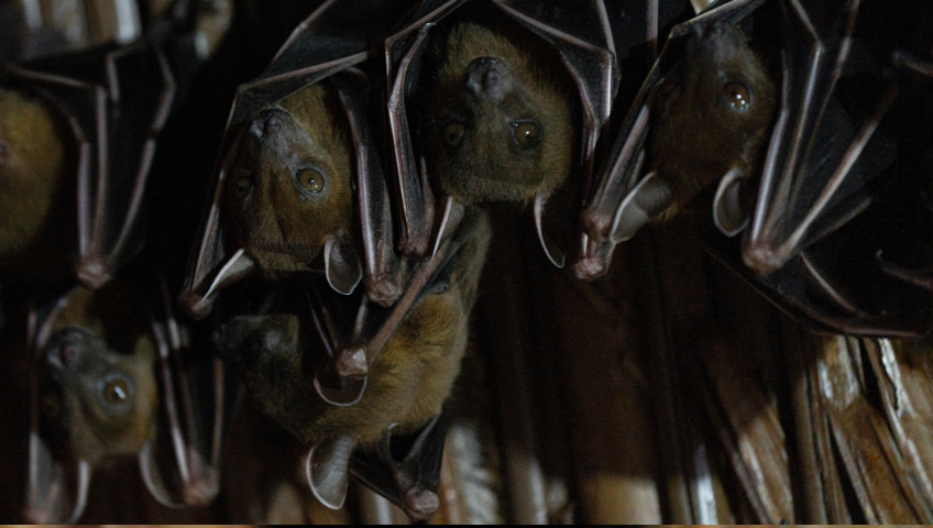 Bats hanging upside down in the dark