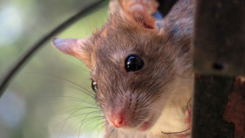 Roof rat on a tree