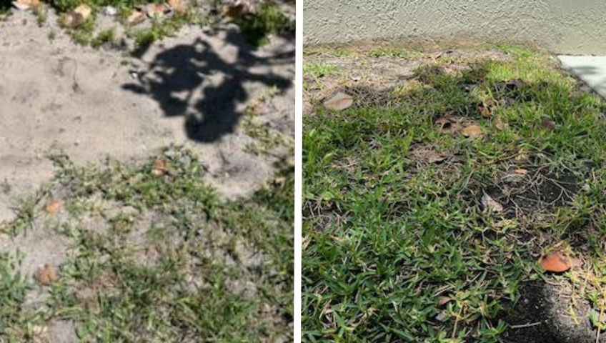 Take-All Root Rot