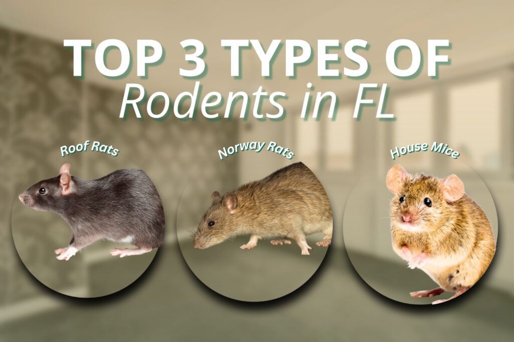 why rodents are common in fl