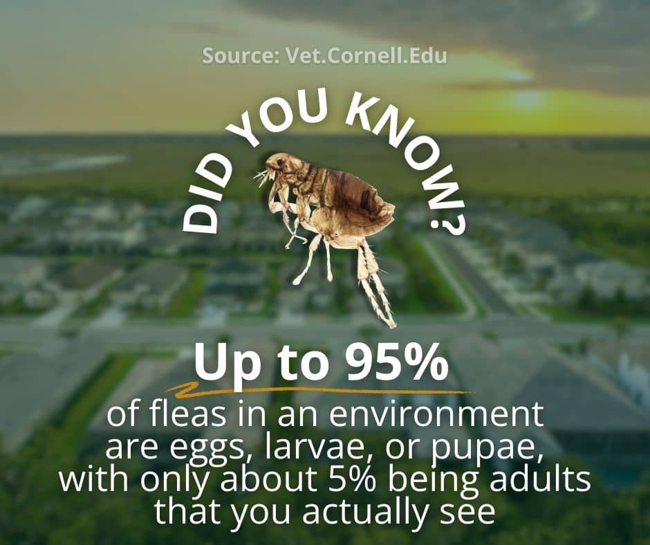 grass treatment for fleas and other fl pests – Slug-A-Bug Pest Control flea lifecycle stat why they're so hard to get rid of without grass treatment