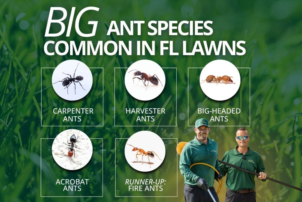 big ants in florida – Slug-A-Bug Pest Control kinds of big ants in florida