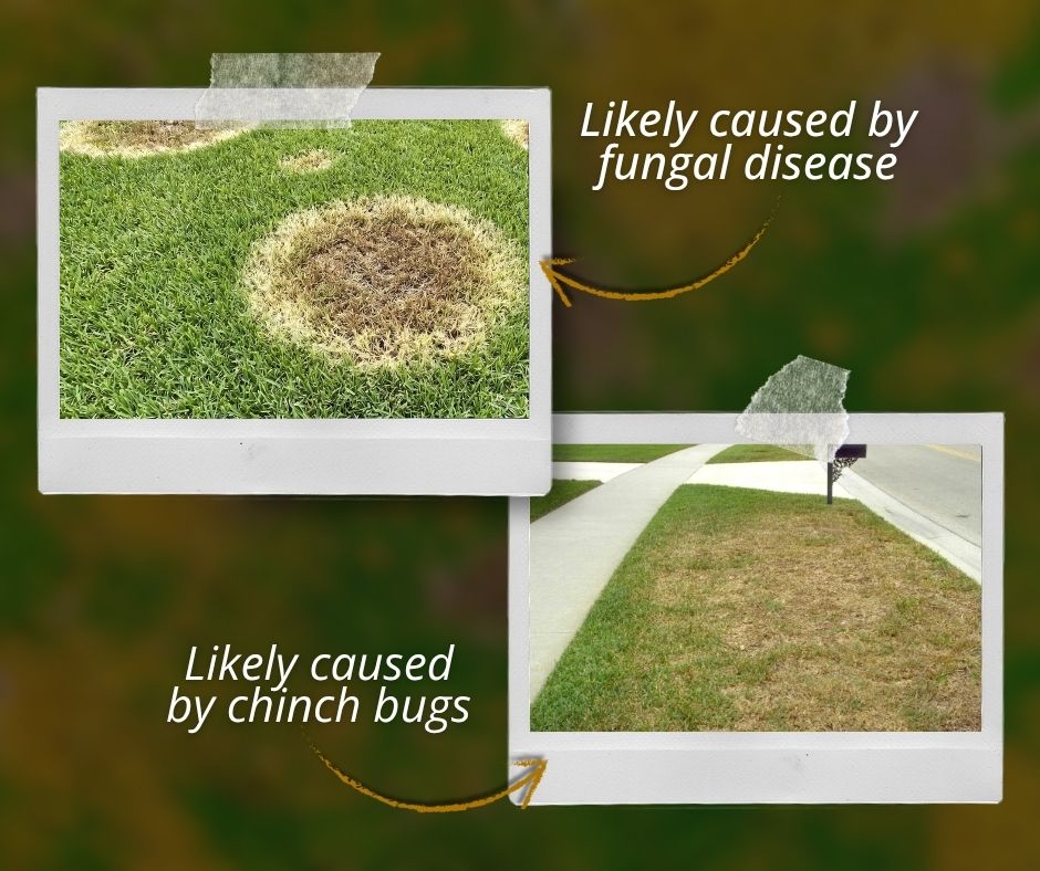 Comparing causes of brown patches on lawn – Slug-A-Bug Pest Control An infographic comparing common lawn issues. The top photo shows distinct circular dead spots labeled "Likely caused by fungal disease." The bottom photo shows a cracked concrete sidewalk labeled "Likely caused by chinch bugs," illustrating the different visual signs homeowners encounter when asking, "Why Are There Brown Patches on My Lawn?"