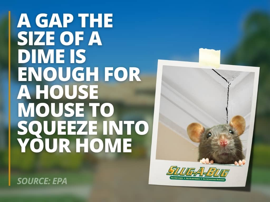infographic displaying a house entry stat for some types of mice