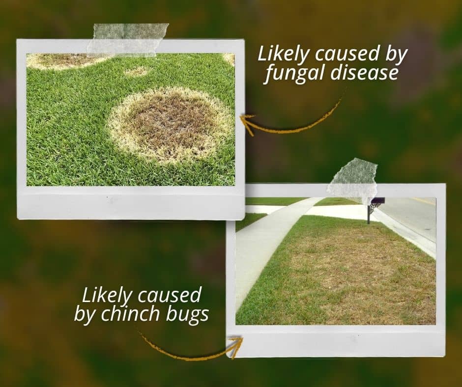 Comparing causes of brown patches on lawn – Slug-A-Bug Pest Control Comparison of brown patch causes on a lawn, a circular patch from fungal disease versus an irregular patch along a sidewalk likely caused by chinch bugs