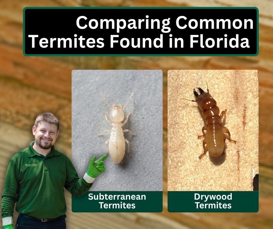 Comparing drywood and subterranean termites – Slug-A-Bug Pest Control Comparison of the two common Florida termite types, subterranean termites and drywood termites, side by side