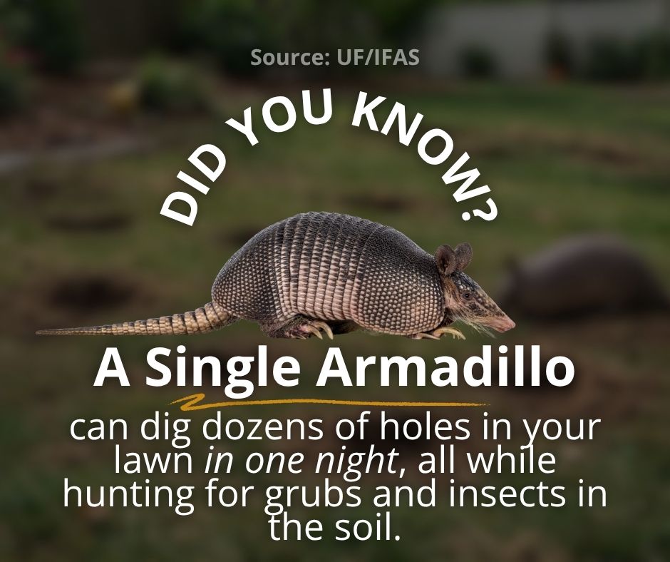 UF/IFAS fact: a single armadillo can dig dozens of holes in a lawn in one night hunting grubs and soil insects