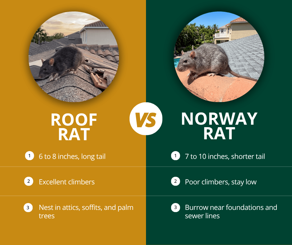 Roof rat vs norway rat – Slug-A-Bug Pest Control Roof rat and Norway rat compared by size, climbing ability, and nesting spots